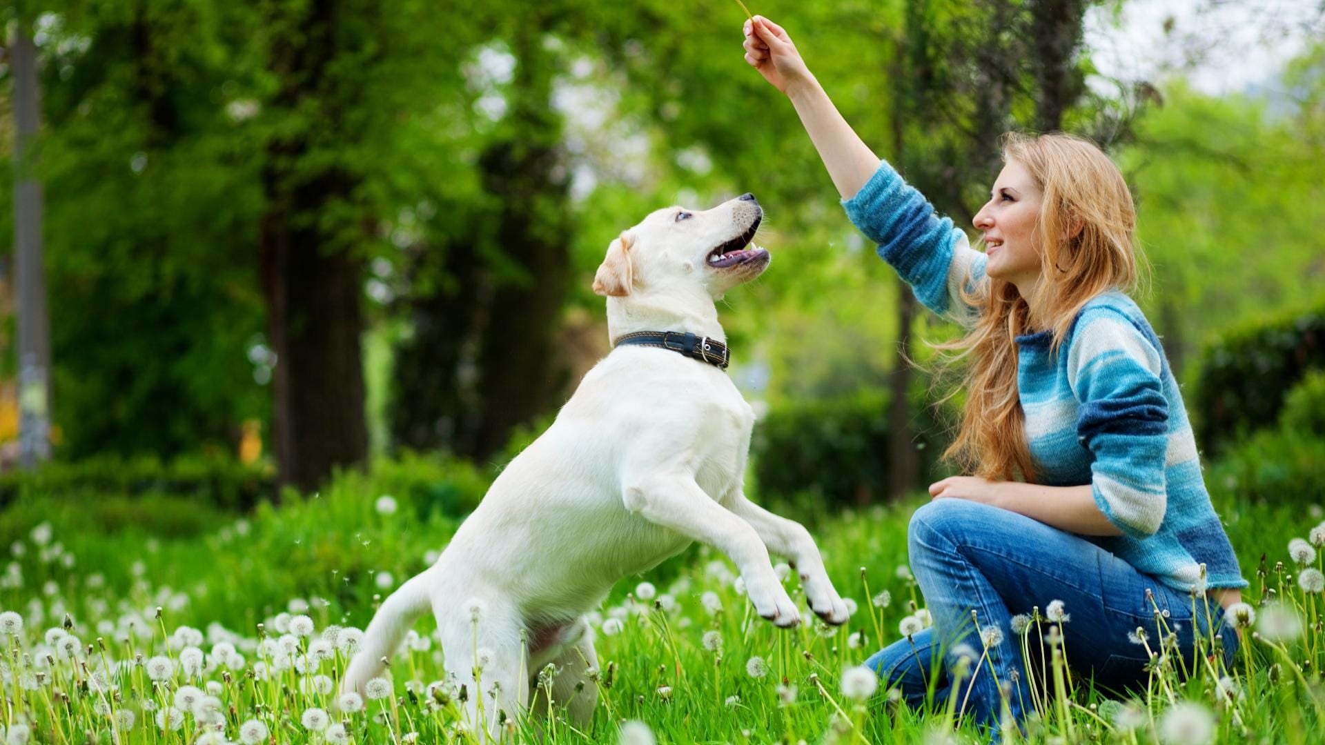 Der Labrador Retriever spielt und schmust gerne.