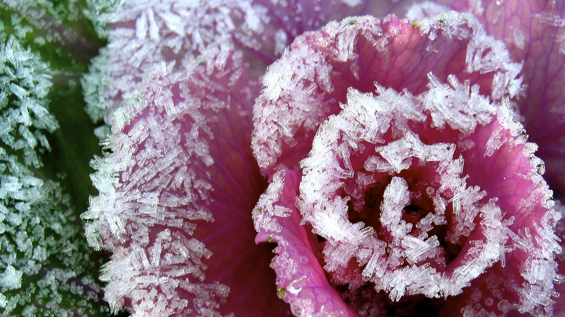 Frischen Rotkohl können Sie auch noch im Dezember ernten – aber möglichst bevor der erste Frost kommt.