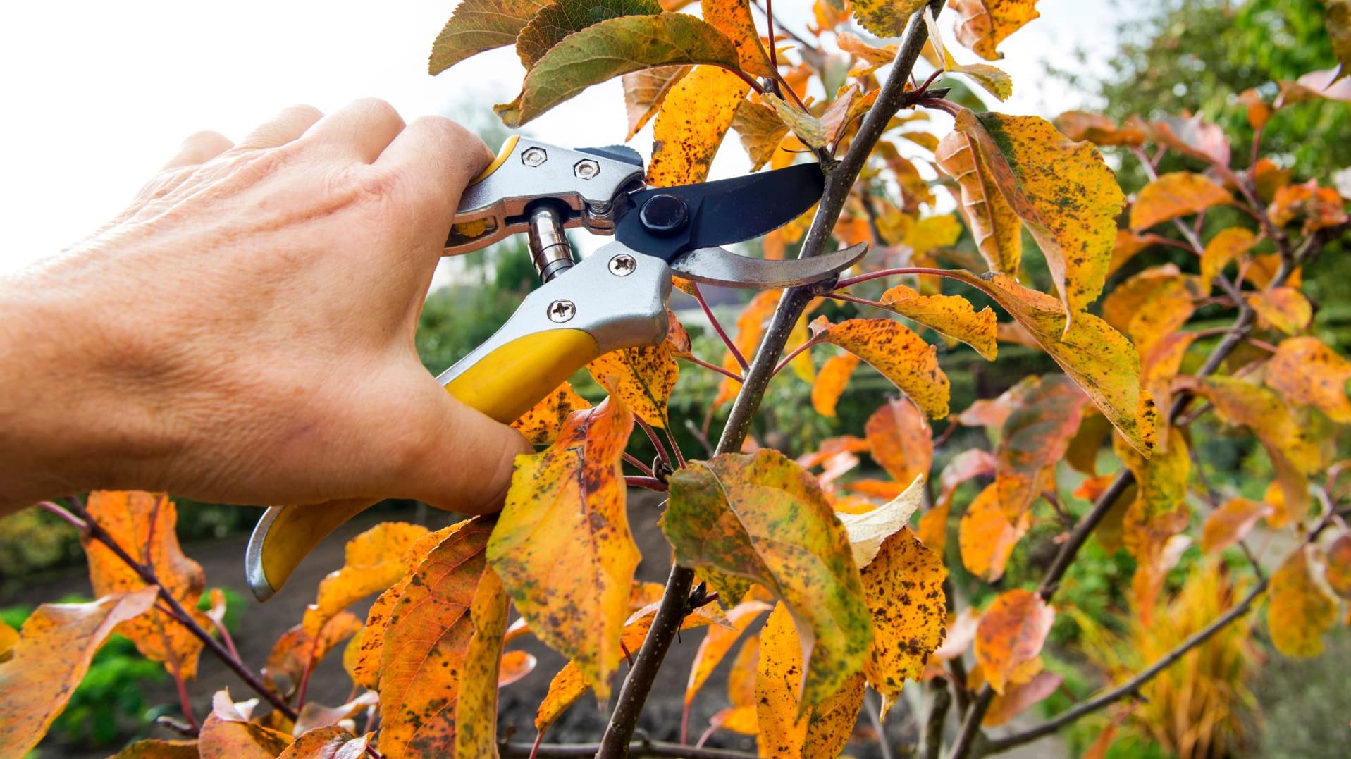 Manche Kübelpflanzen werden im Herbst geschnitten, andere besser nicht.