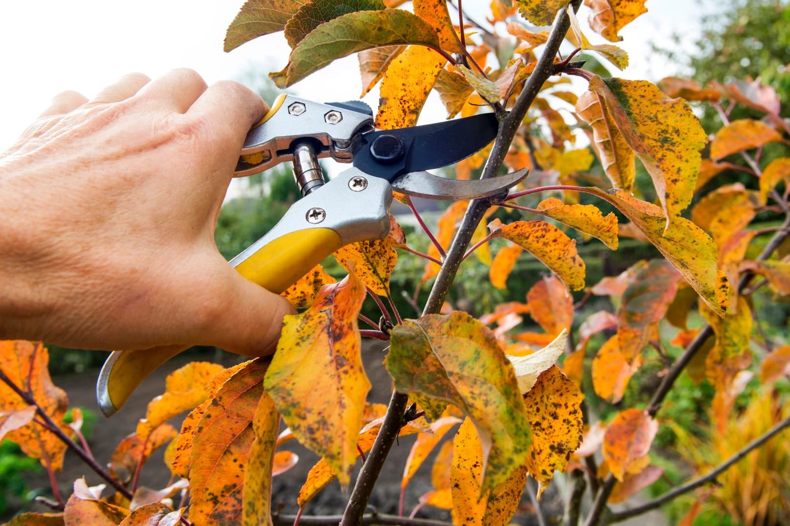 Manche Kübelpflanzen werden im Herbst geschnitten, andere besser nicht.