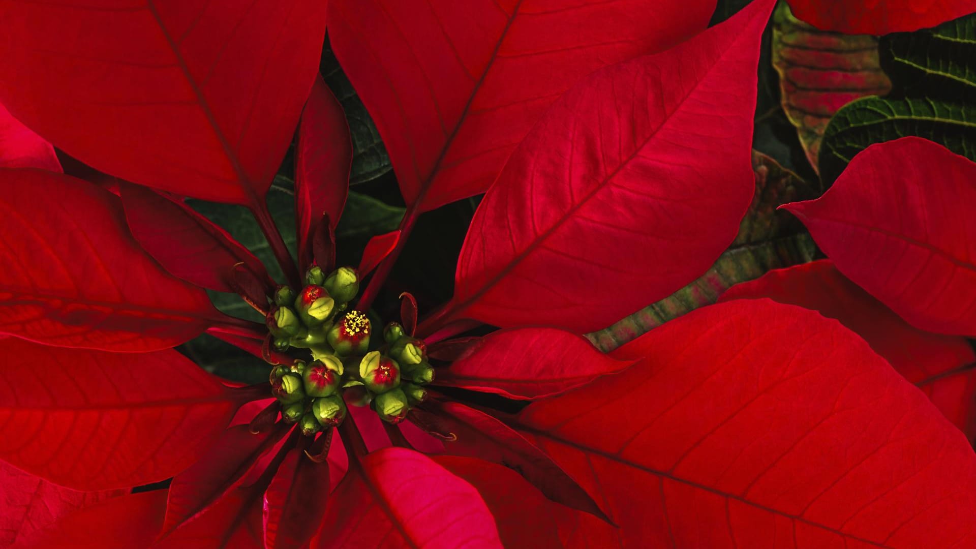 Die Blüten des Weihnachtssterns sind klein und gelb, und nicht zu verwechseln mit den auffälligen, roten Hochblättern.