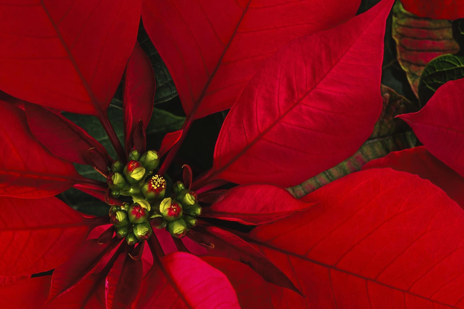 Die Blüten des Weihnachtssterns sind klein und gelb, und nicht zu verwechseln mit den auffälligen, roten Hochblättern.