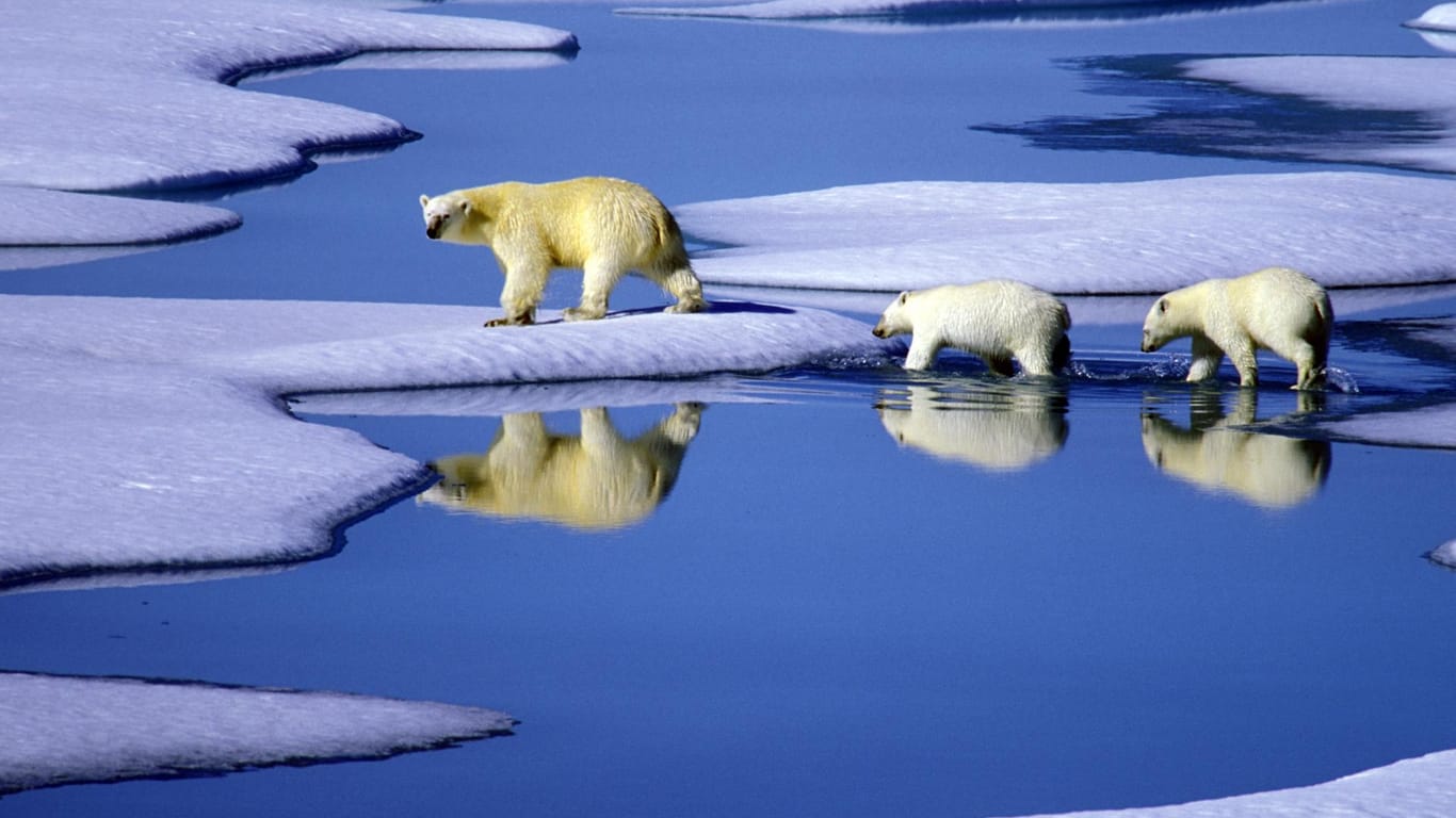 Eine Eisbärenmutter marschiert mit ihren beiden Jungen auf Futtersuche über Eisschollen im Gebiet der Nordwest-Passage in Kanada.