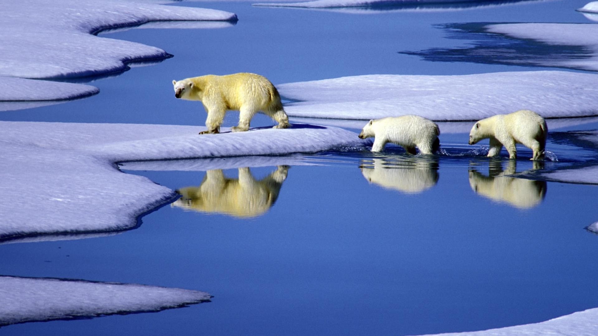 Eine Eisbärenmutter marschiert mit ihren beiden Jungen auf Futtersuche über Eisschollen im Gebiet der Nordwest-Passage in Kanada.