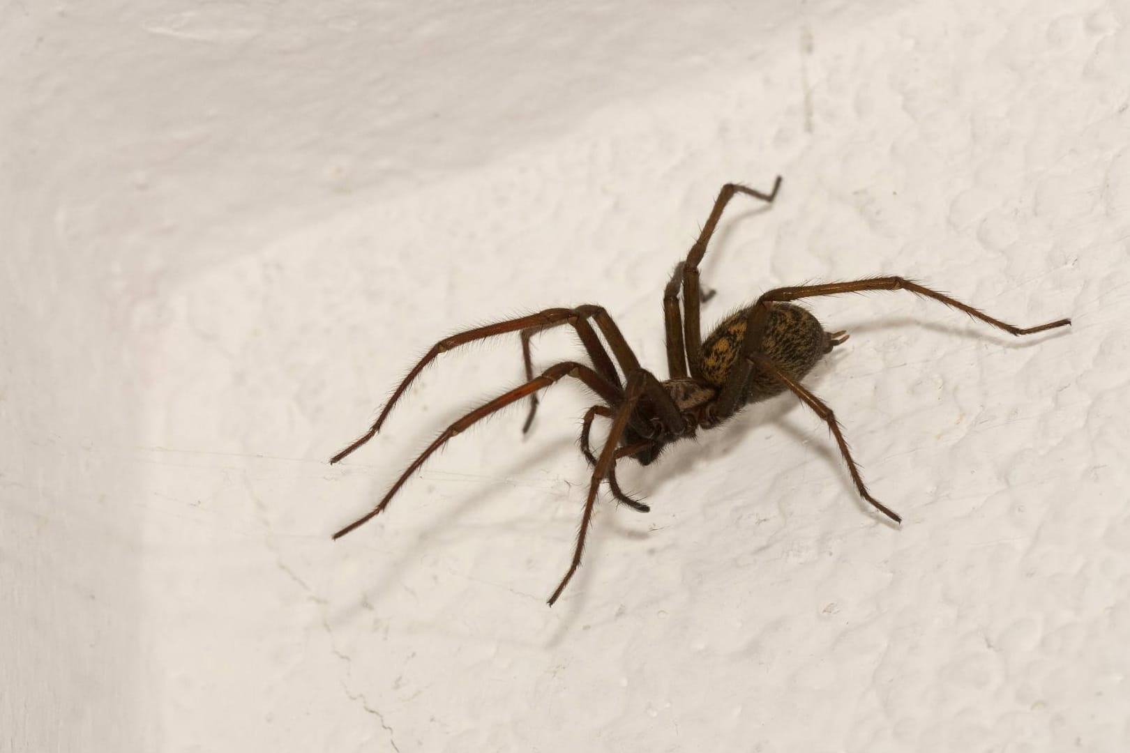 Hauswinkelspinne (Tegenaria domestica) in einer Zimmerecke.