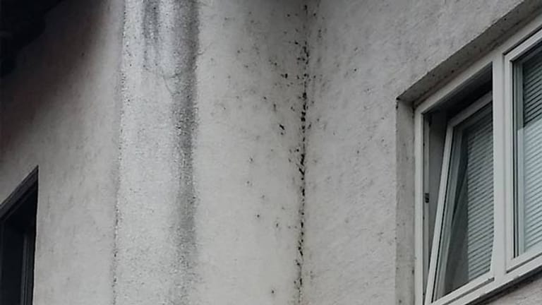 Verschmutzung: Die Netze der Mauerspinne werden als schwarz-graue Flecken auf der Fassade sichtbar.