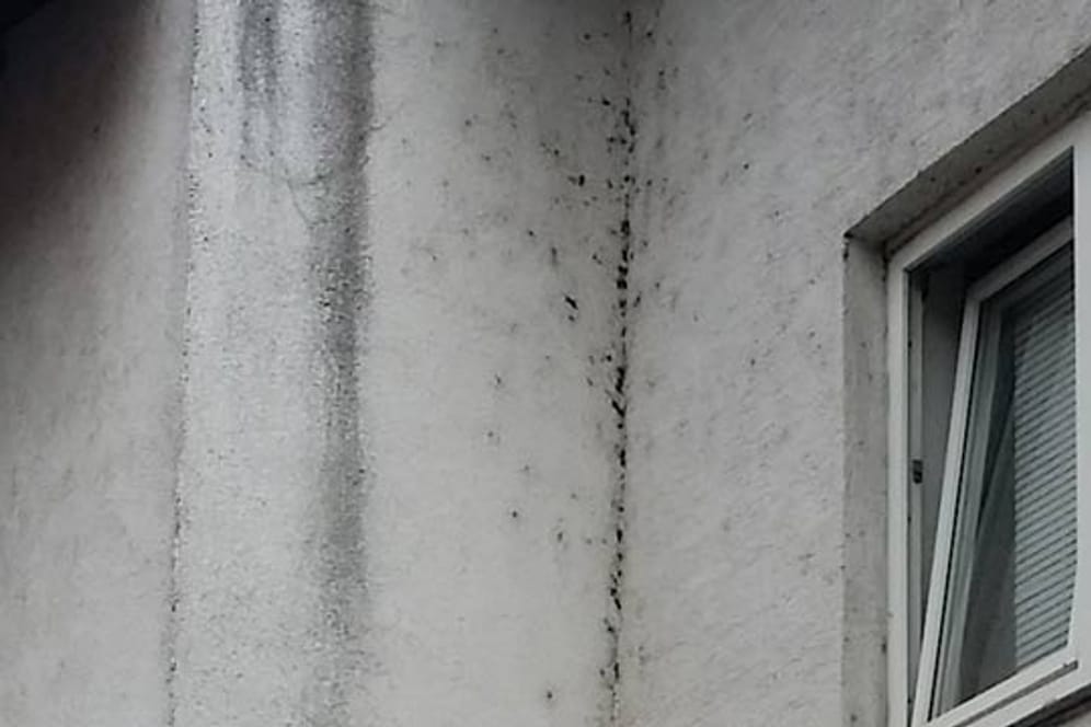 Verschmutzung: Die Netze der Mauerspinne werden als schwarz-graue Flecken auf der Fassade sichtbar.