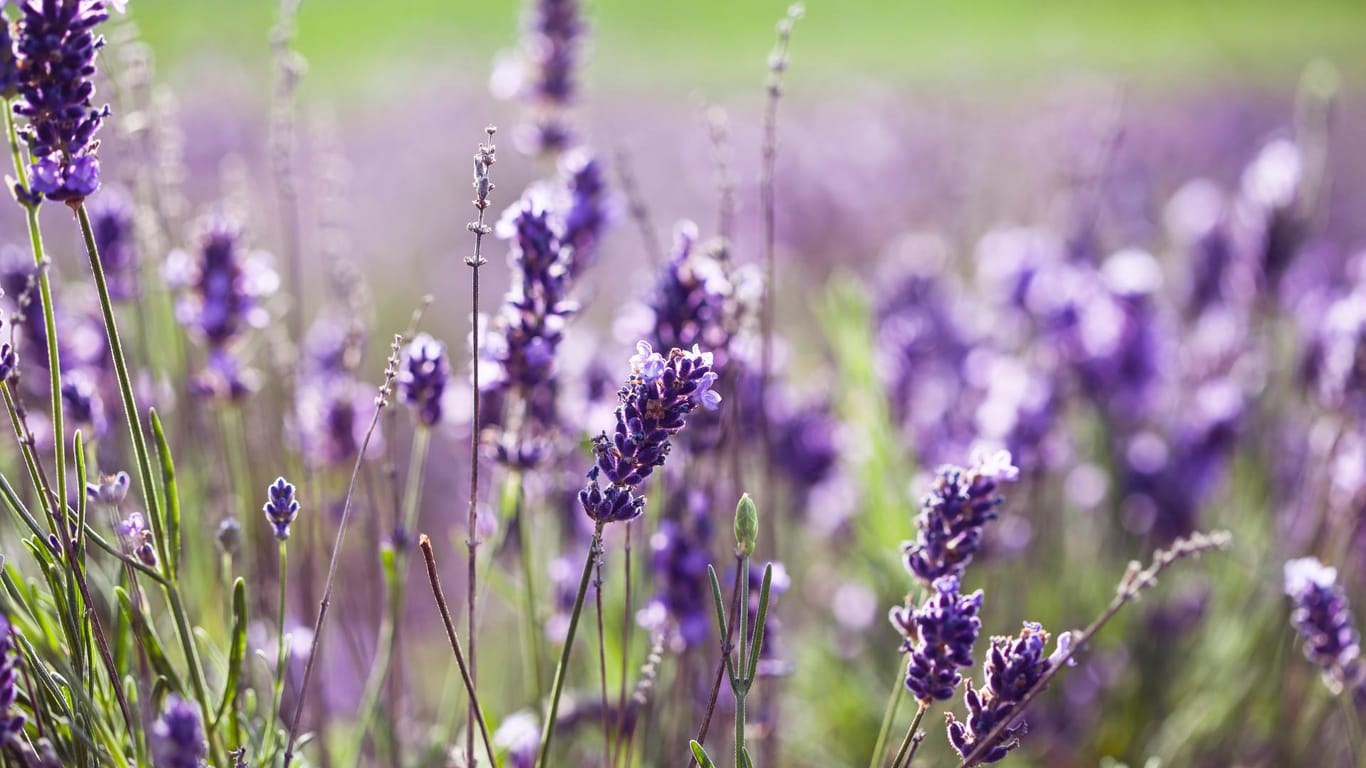 Lavendel ist für seine auffällige Farbe und den beruhigenden Duft bekannt.