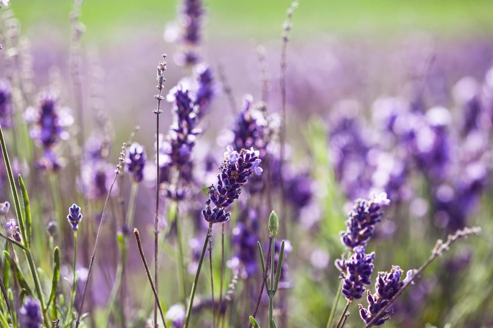 Lavendel ist für seine auffällige Farbe und den beruhigenden Duft bekannt.