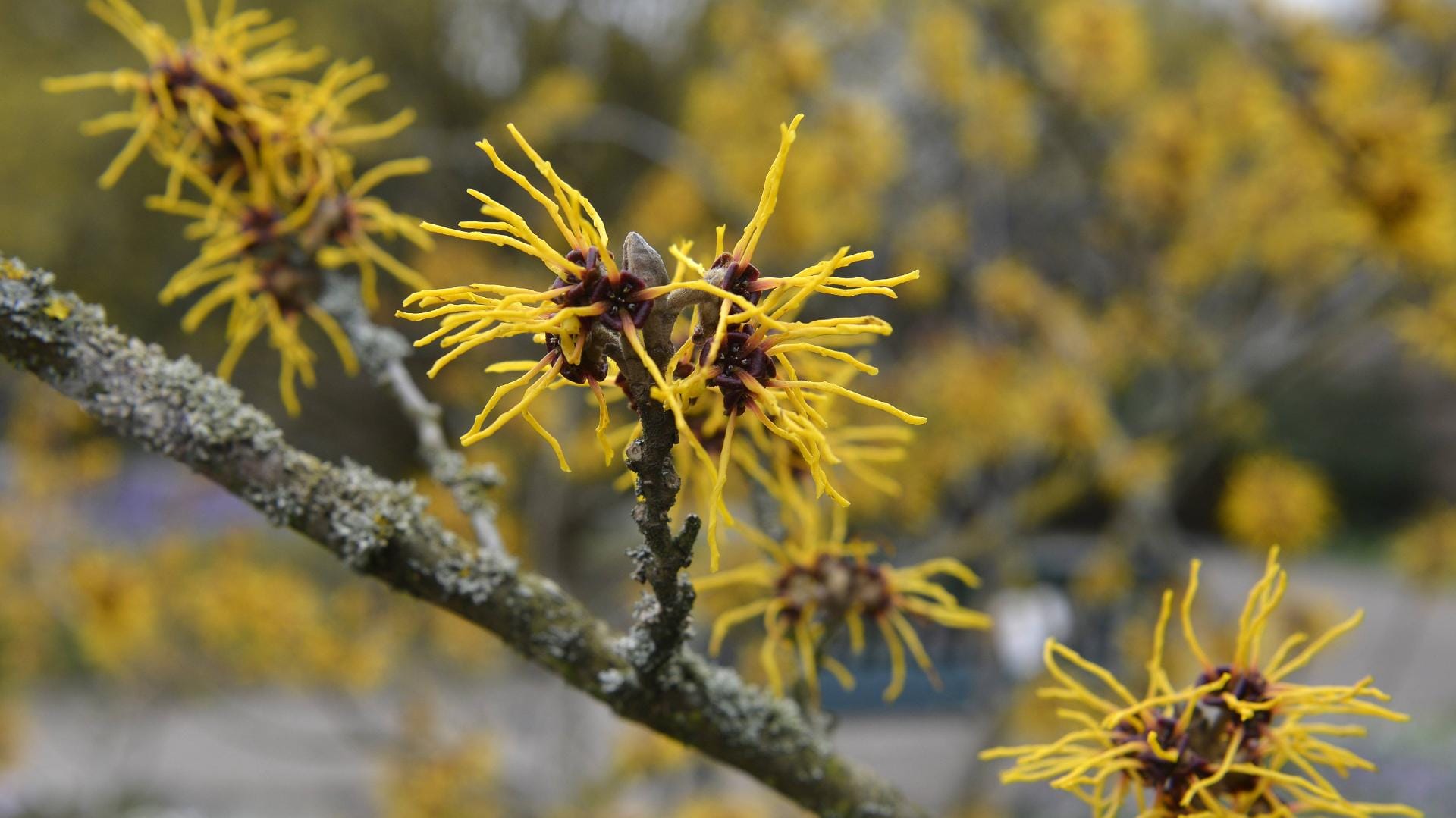 Die Blüten der Zaubernuss sind zwar hübsch, doch sie enthalten keine der wertvollen Wirkstoffe.