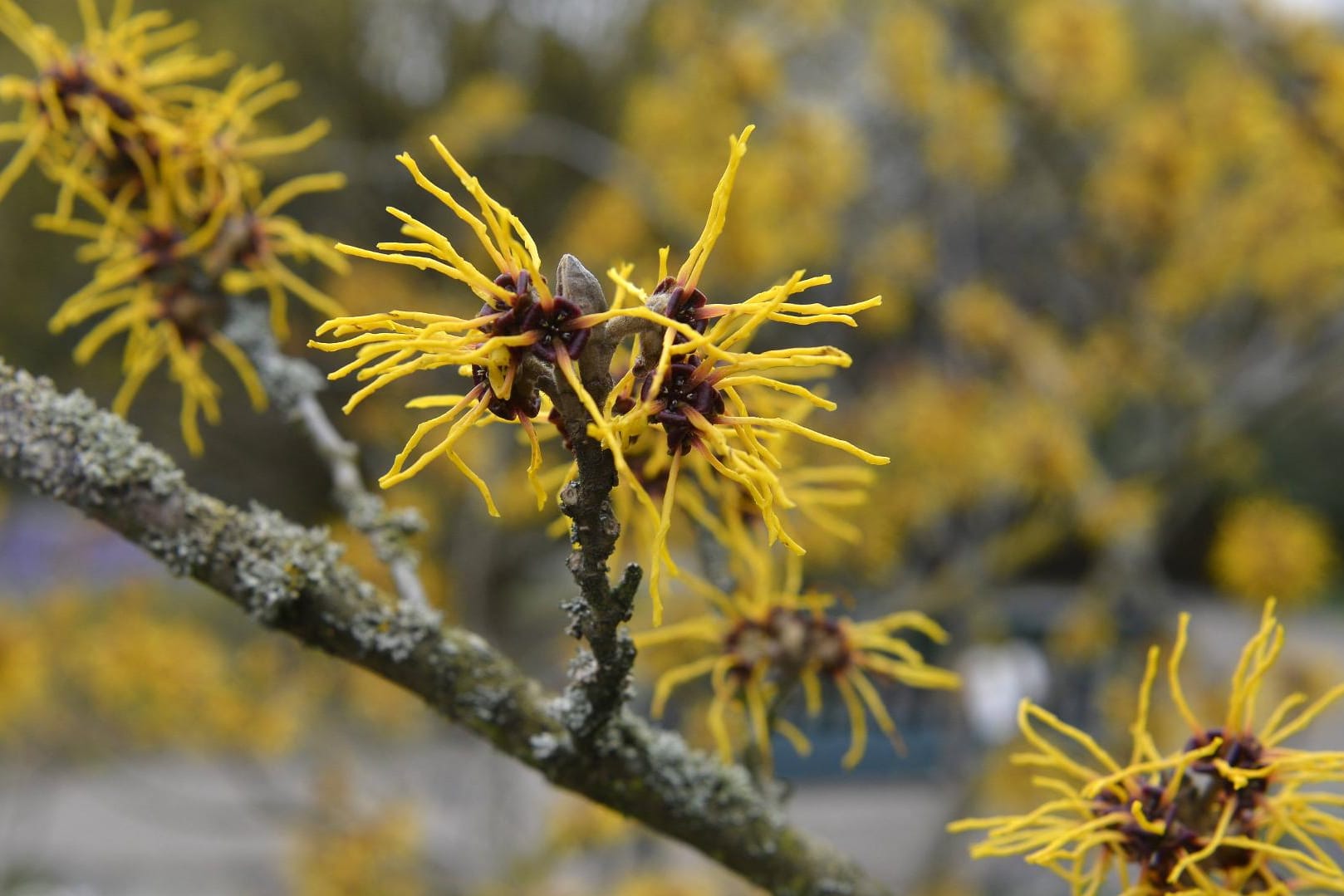 Die Blüten der Zaubernuss sind zwar hübsch, doch sie enthalten keine der wertvollen Wirkstoffe.