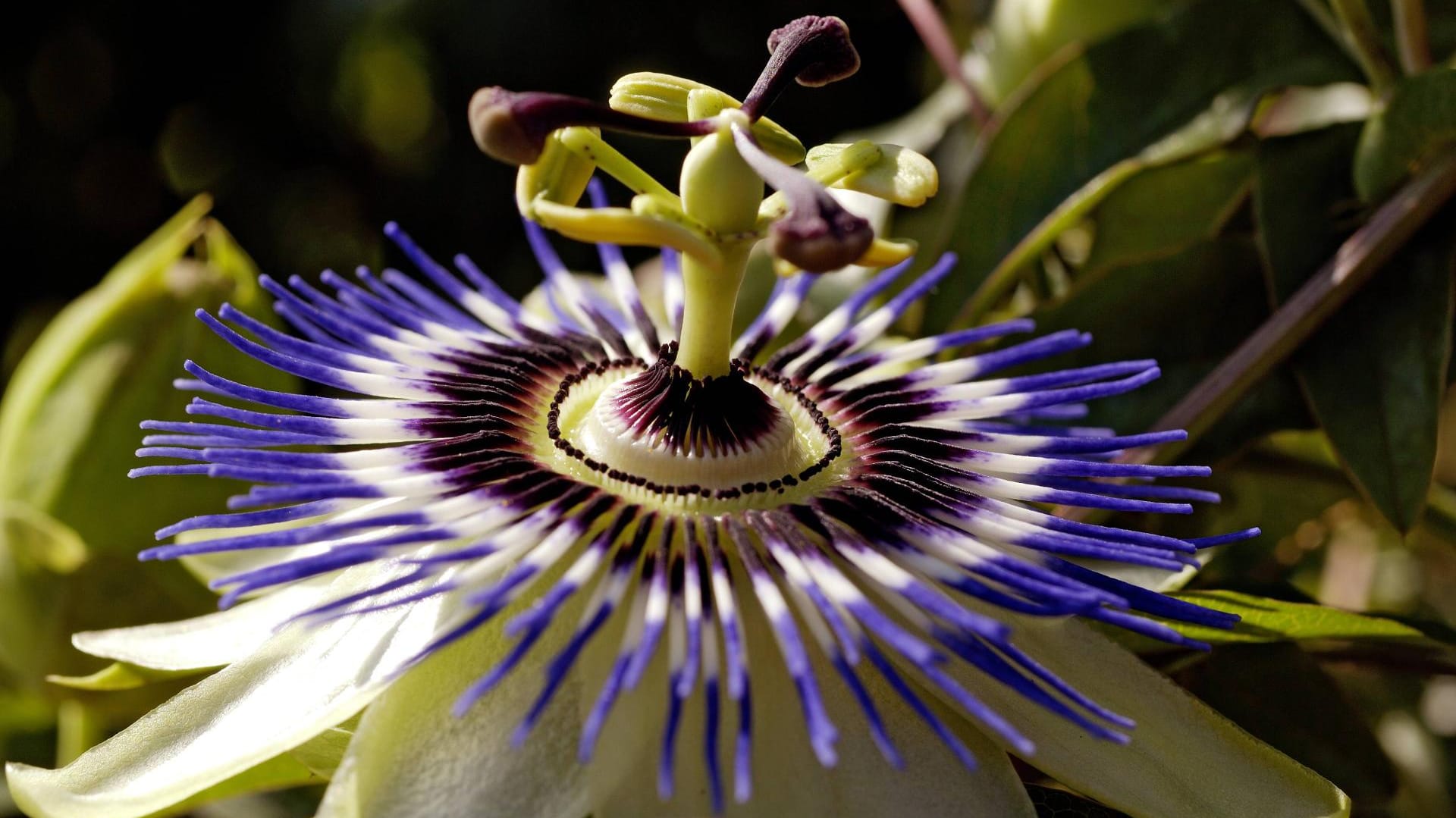 Die Passionsblume: Nicht nur schön, sondern auch wirkungsvoll bei Unruhe und psychischen Leiden.