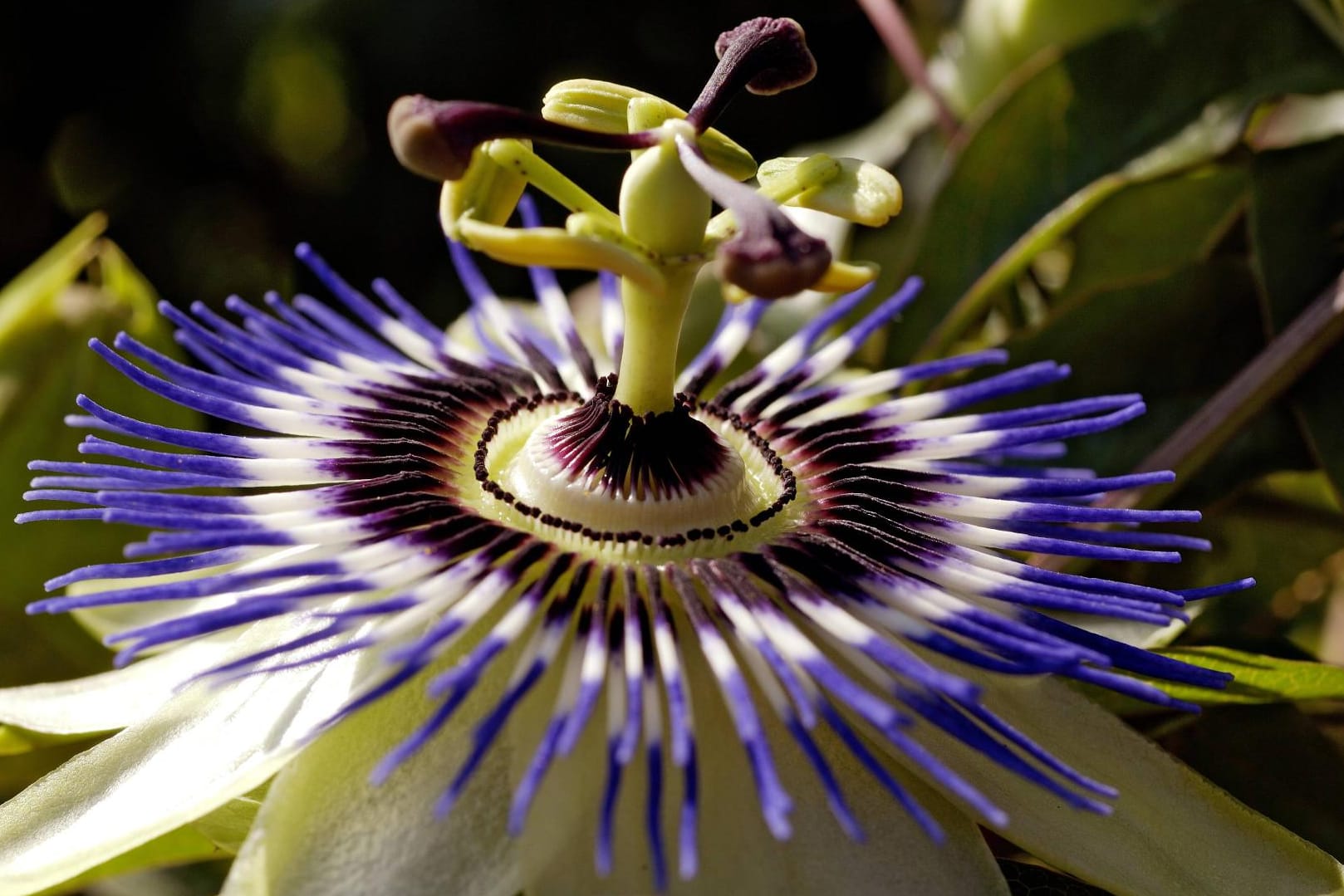 Die Passionsblume: Nicht nur schön, sondern auch wirkungsvoll bei Unruhe und psychischen Leiden.