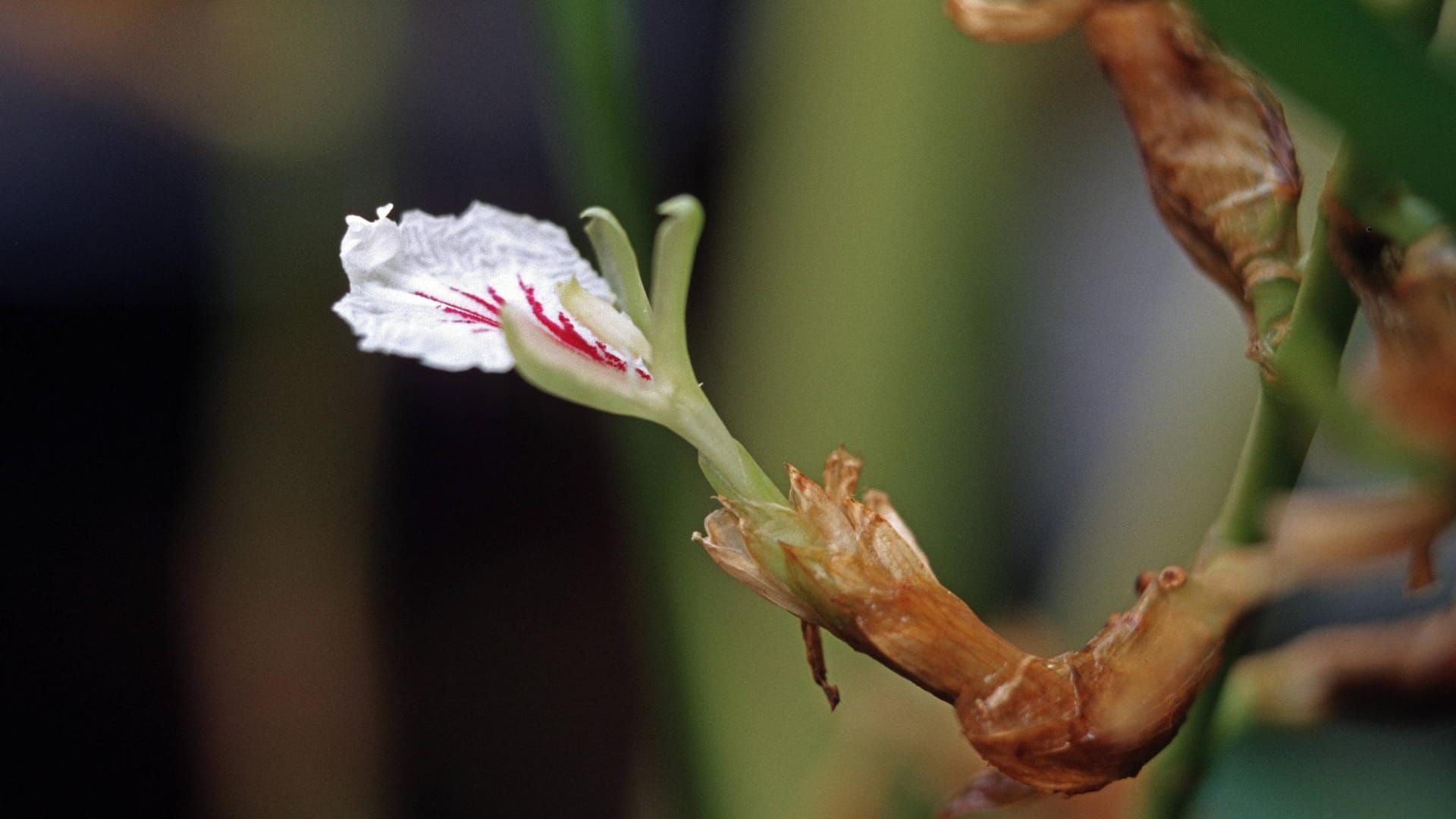 Die Kardamompflanze trägt kleine Blüten.