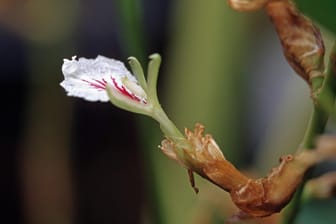 Die Kardamompflanze trägt kleine Blüten.