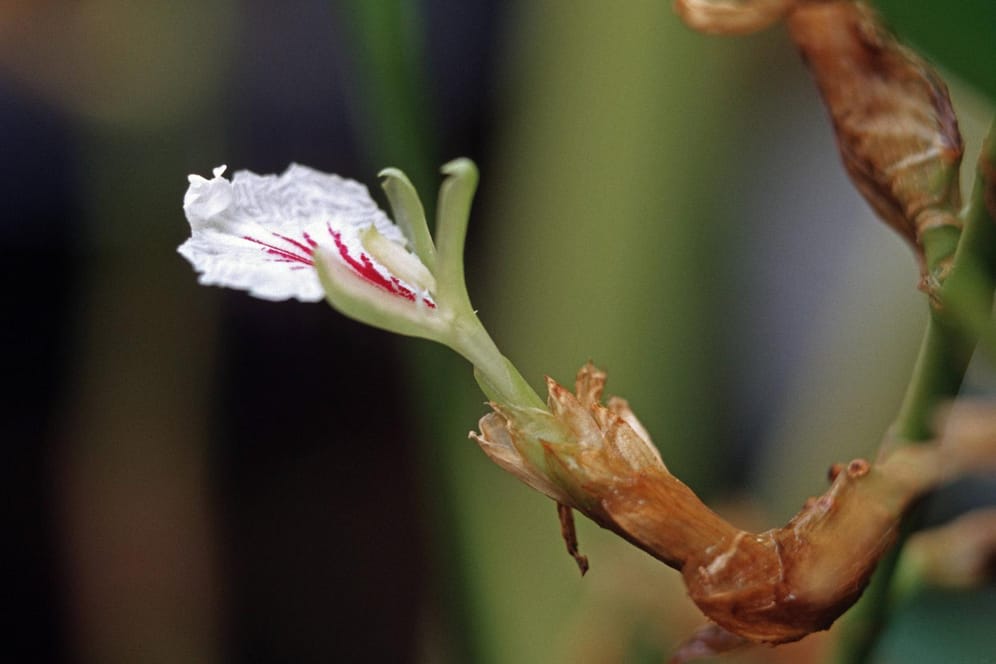 Die Kardamompflanze trägt kleine Blüten.