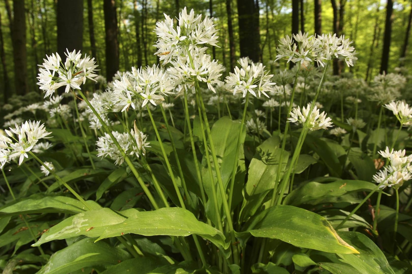 Bärlauch wird auch Waldknoblauch genannt.