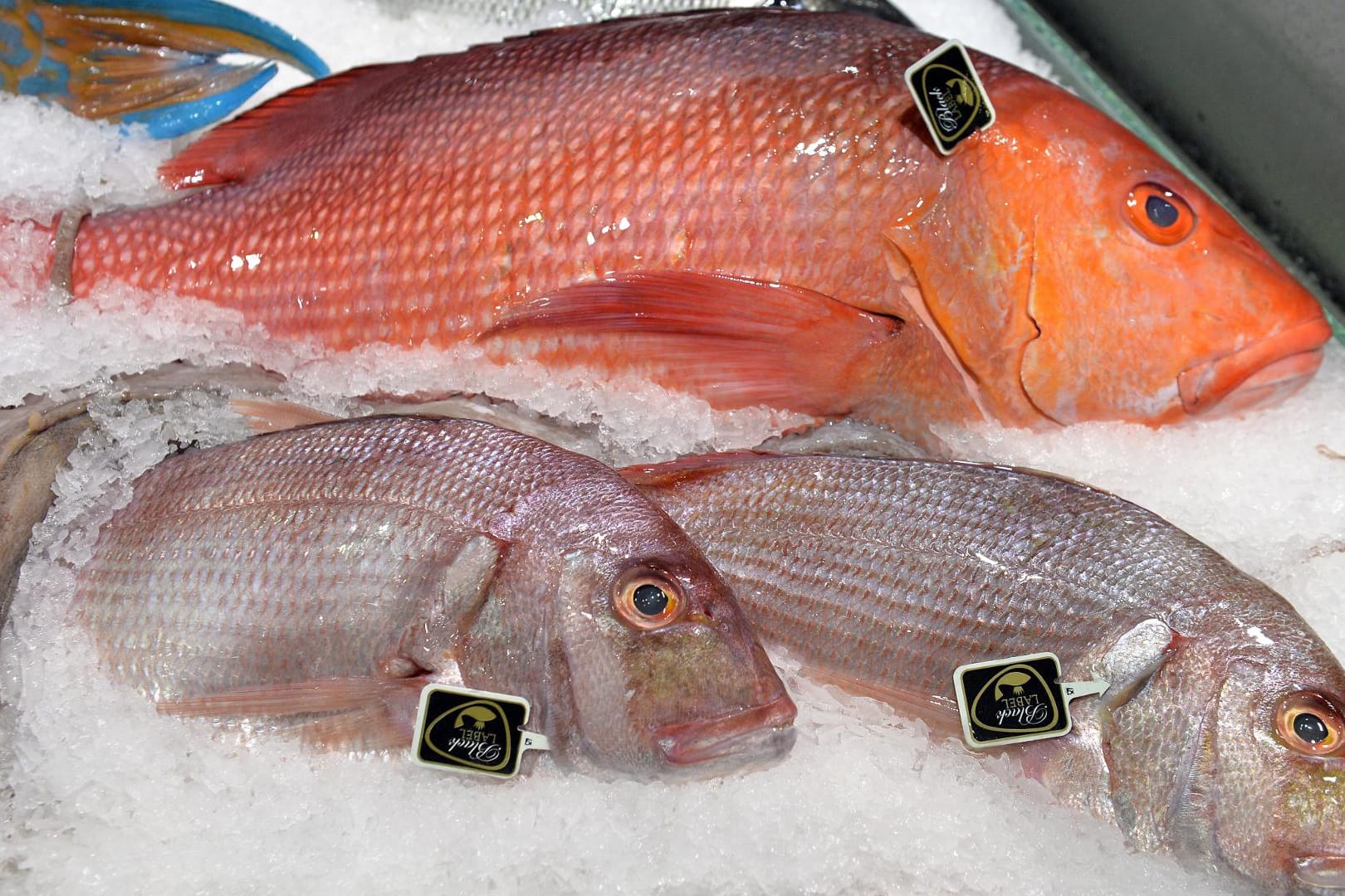 Ein Red Snapper (oben) und zwei Doraden Rose: Discounter mischen den Markt für Frischfisch auf.