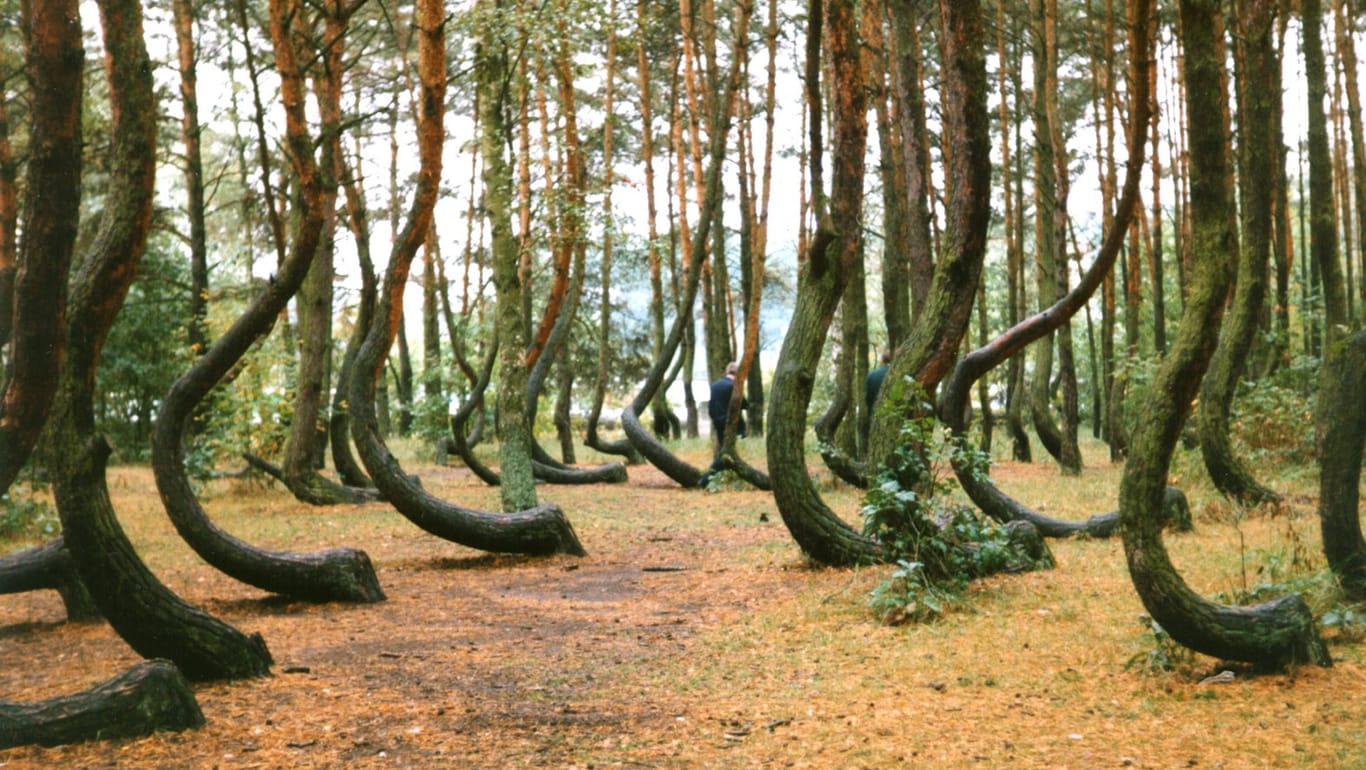 Die sichelförmigen Bäume von Gryfino: Die seltsam verbogenen Kiefern stehen in einem etwa 1000 Quadratmeter großen Waldgebiet und sind zu einer Touristenattraktion geworden.