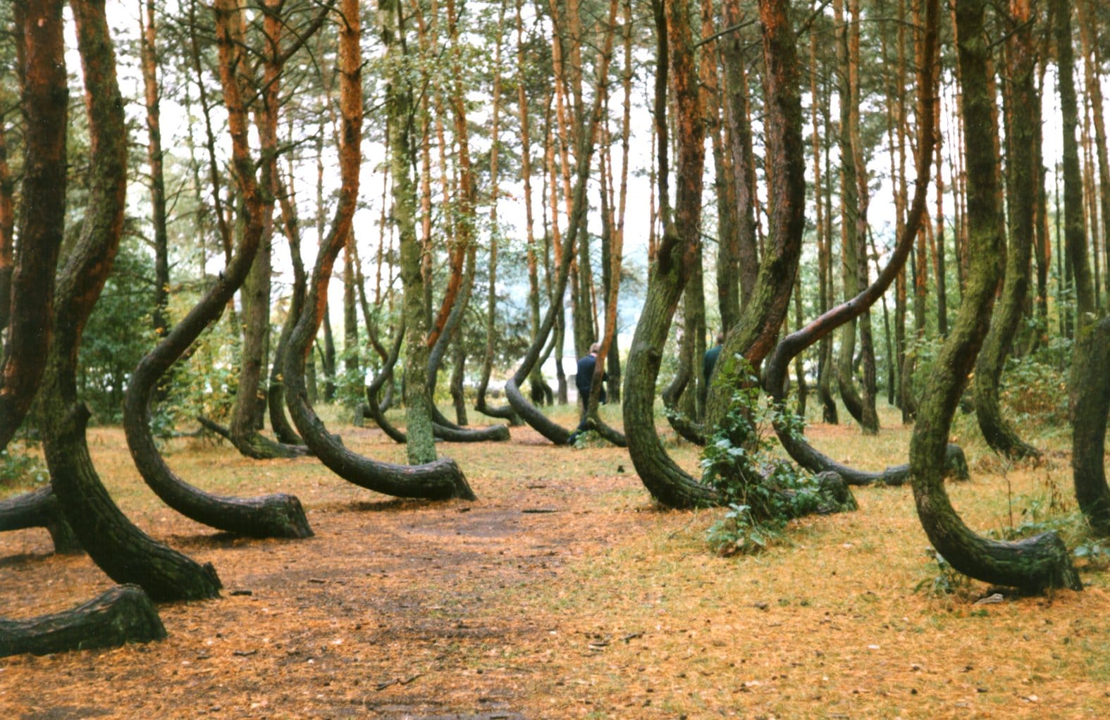 Die sichelförmigen Bäume von Gryfino geben den Menschen Rätsel auf. Die seltsam verbogenen Kiefern stehen in einem etwa 1000 Quadratmeter großen Waldgebiet nahe der nordpolnischen Stadt Gryfino (Greifenhagen).