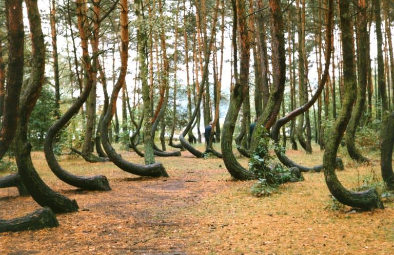 Die sichelförmigen Bäume von Gryfino geben den Menschen Rätsel auf. Die seltsam verbogenen Kiefern stehen in einem etwa 1000 Quadratmeter großen Waldgebiet nahe der nordpolnischen Stadt Gryfino (Greifenhagen).