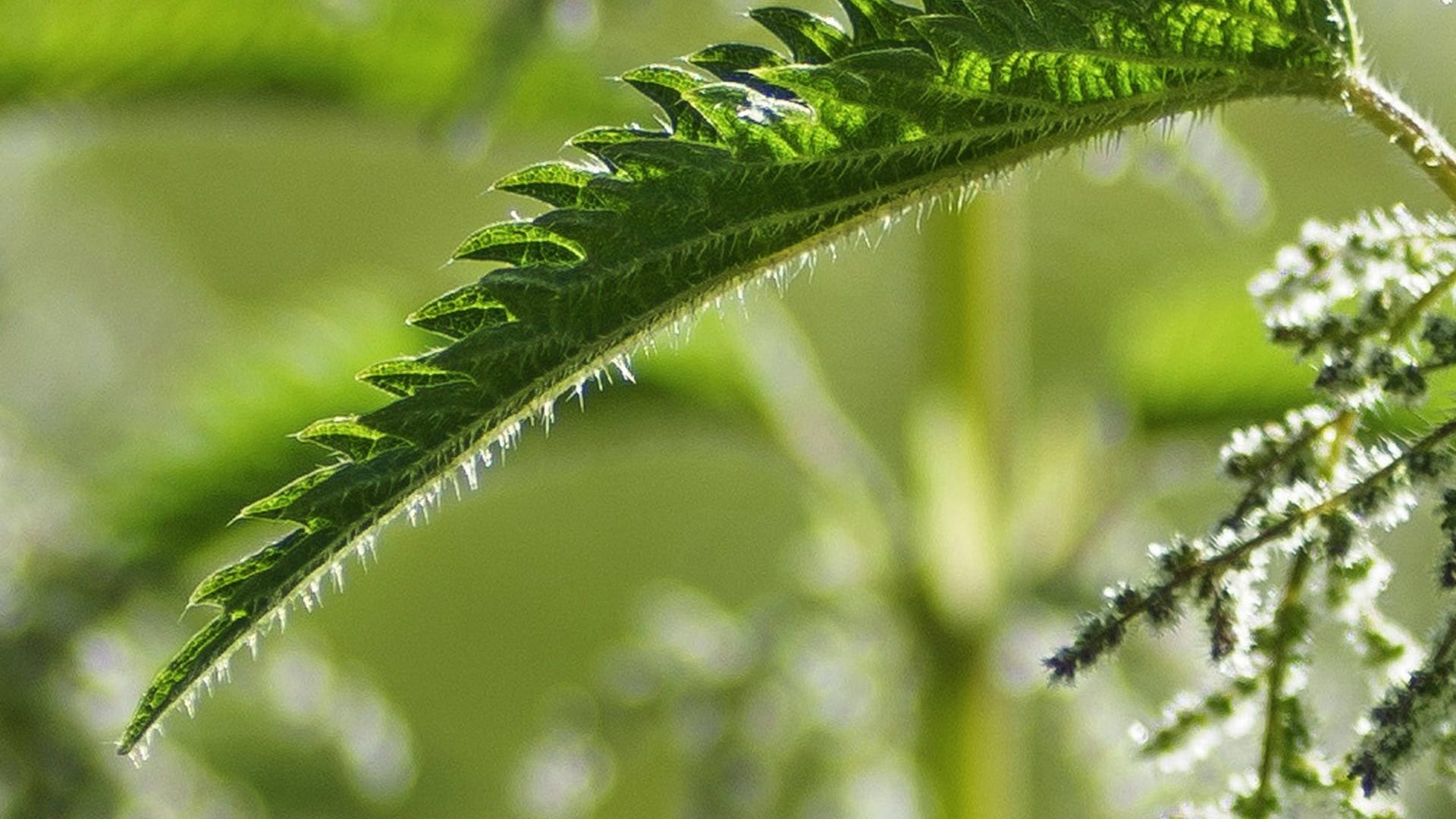 Die feinen Härchen der Brennnessel können Juckreiz verursachen.