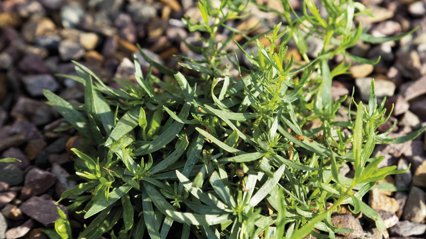 Estragon ist nicht nur als Gewürz, sondern auch als Heilpflanze beliebt.