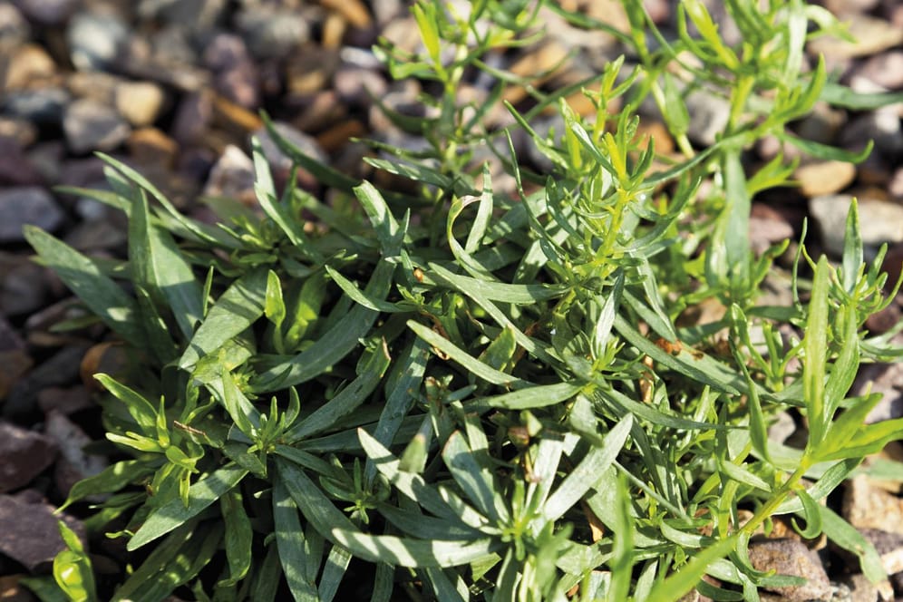 Estragon ist nicht nur als Gewürz, sondern auch als Heilpflanze beliebt.