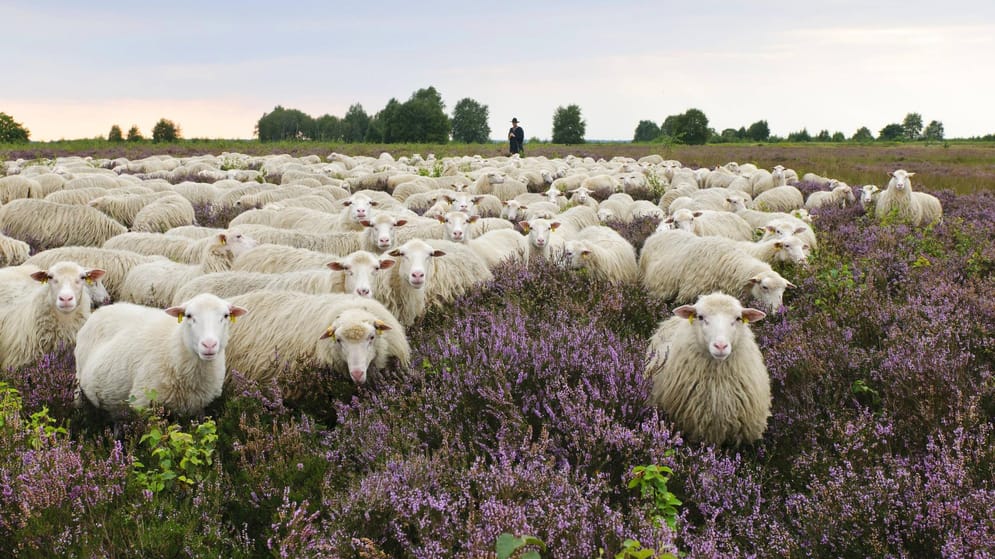 Heidschnucke: Flauschiger Bewohner der Lüneburger Heide