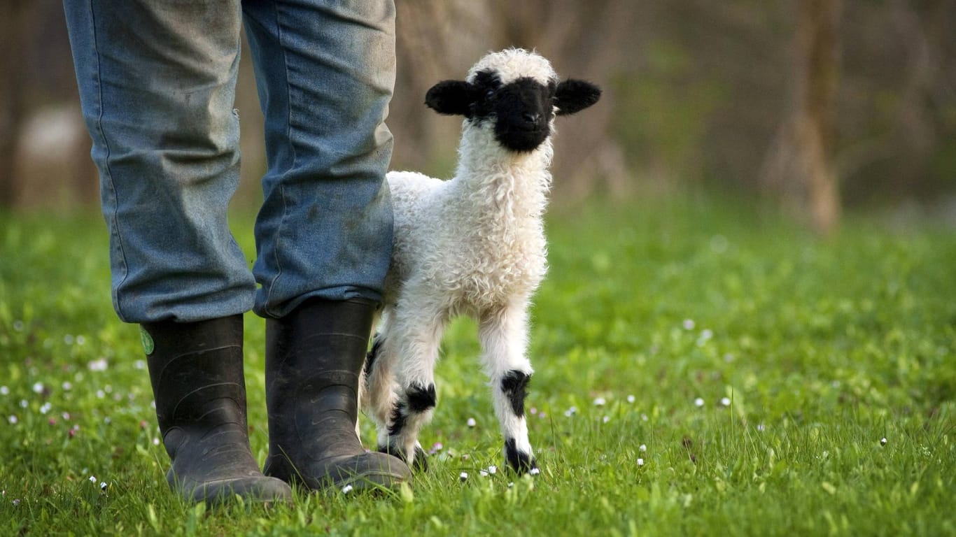 Schäfchen: Schafe können je nach Rasse 20 Jahre alt werden.