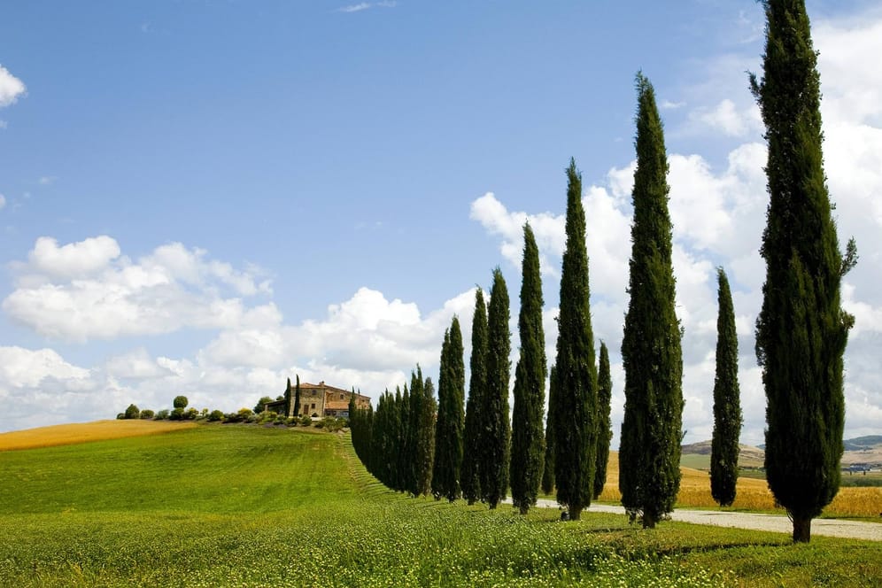 Vor allem in der Toskana prägen Zypressen das Landschaftsbild.