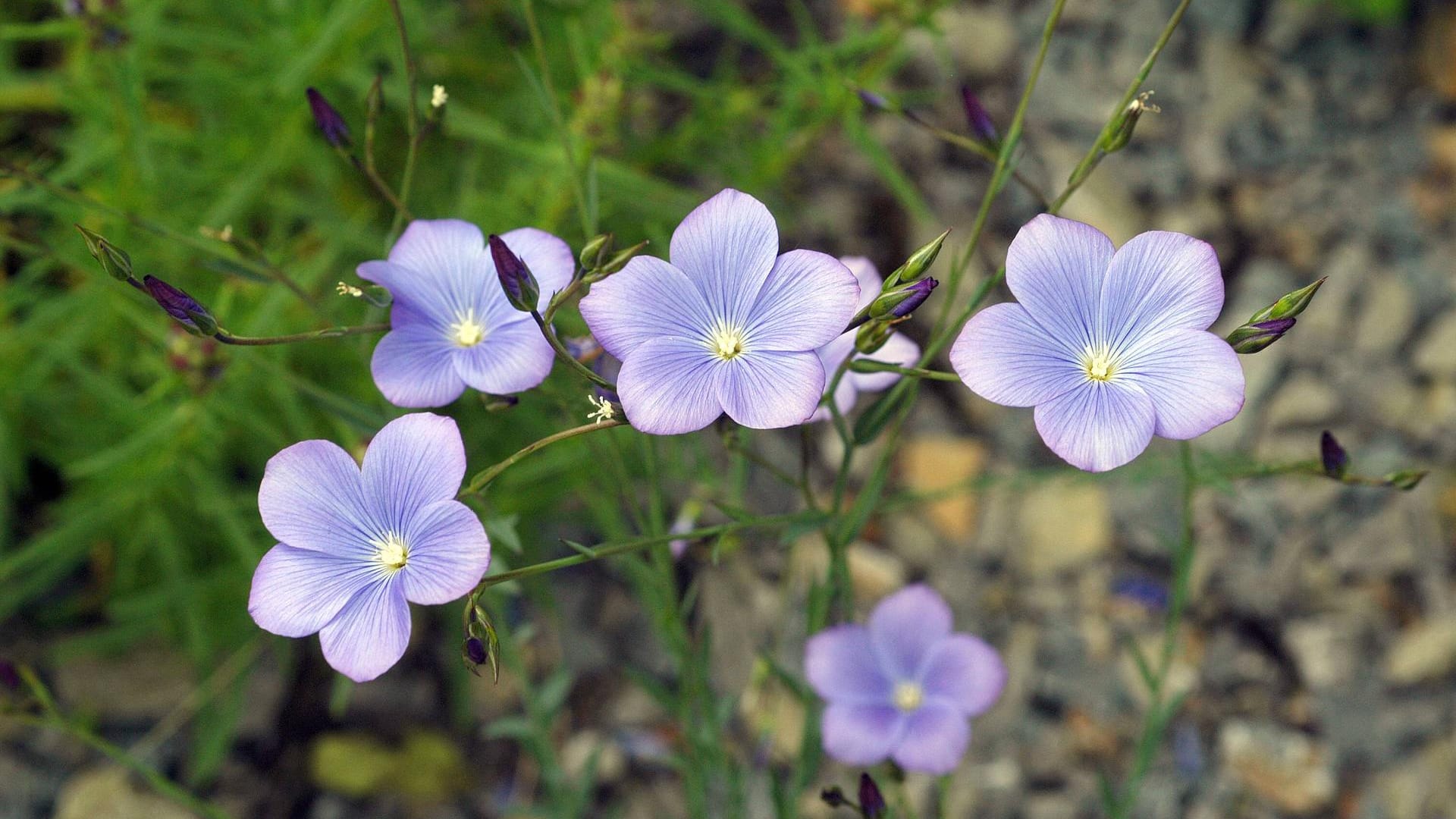 Im Inneren der Blüte bilden sich die gesunden Leinsamen.