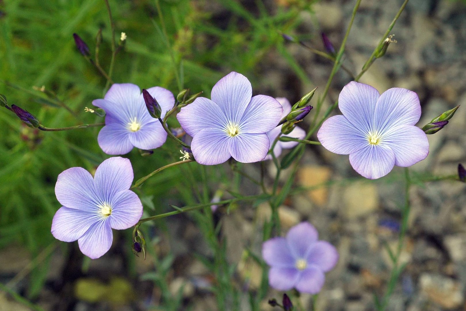 Im Inneren der Blüte bilden sich die gesunden Leinsamen.