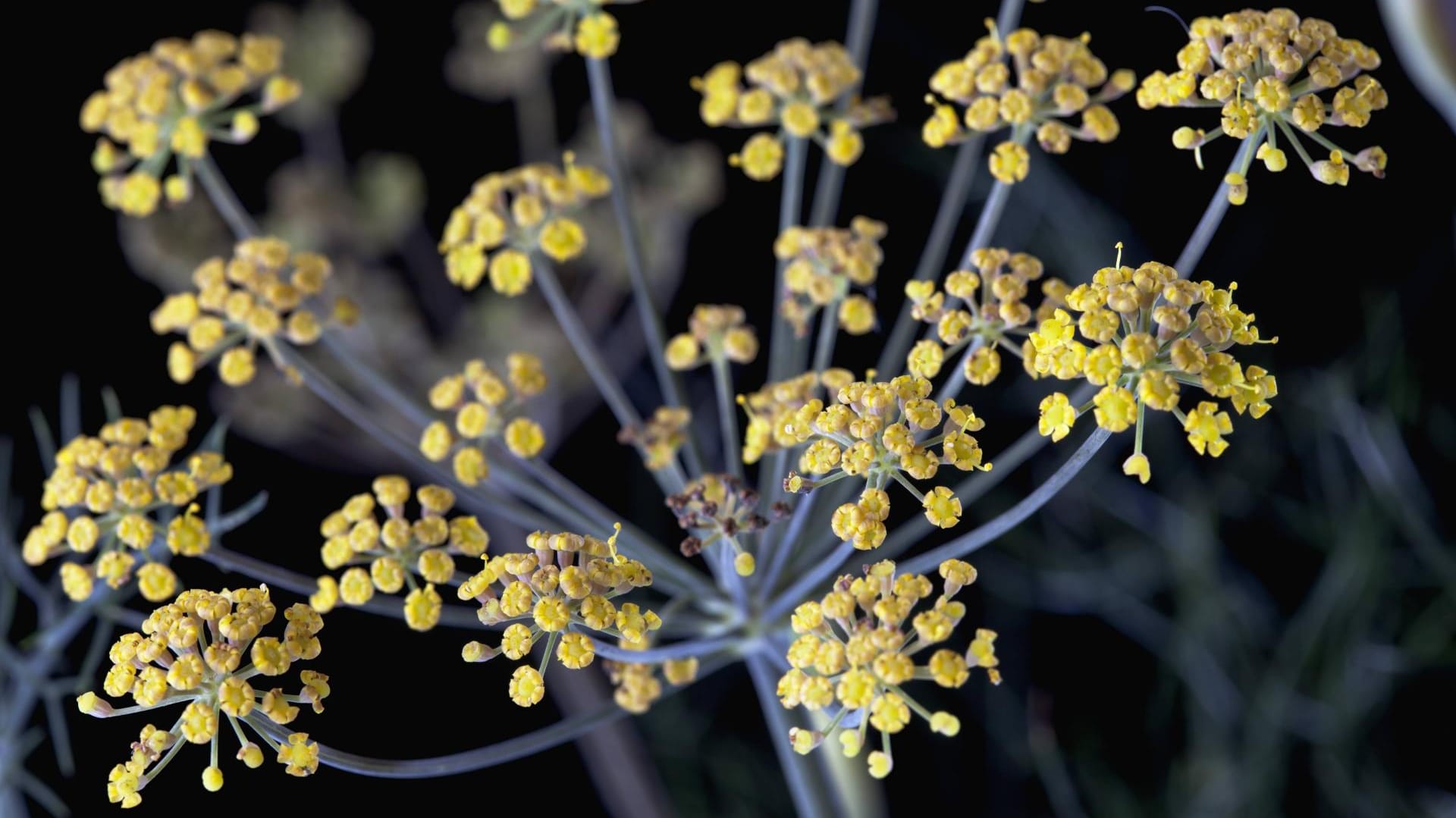 Fenchel wird in Europa, Asien, Afrika und Südamerika angebaut.