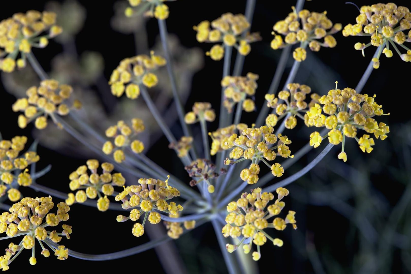 Fenchel wird in Europa, Asien, Afrika und Südamerika angebaut.