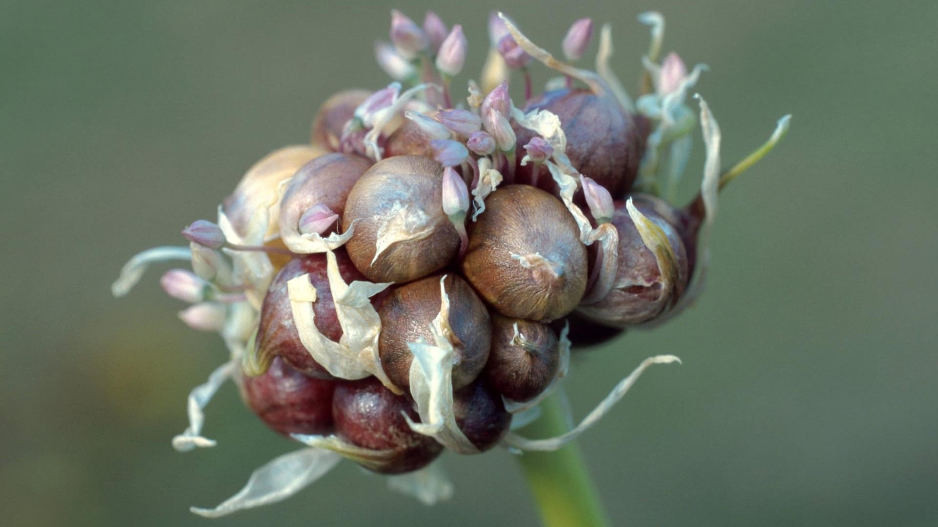 Knoblauch ist vor allem für seinen Geschmack und den intensiven Geruch bekannt.