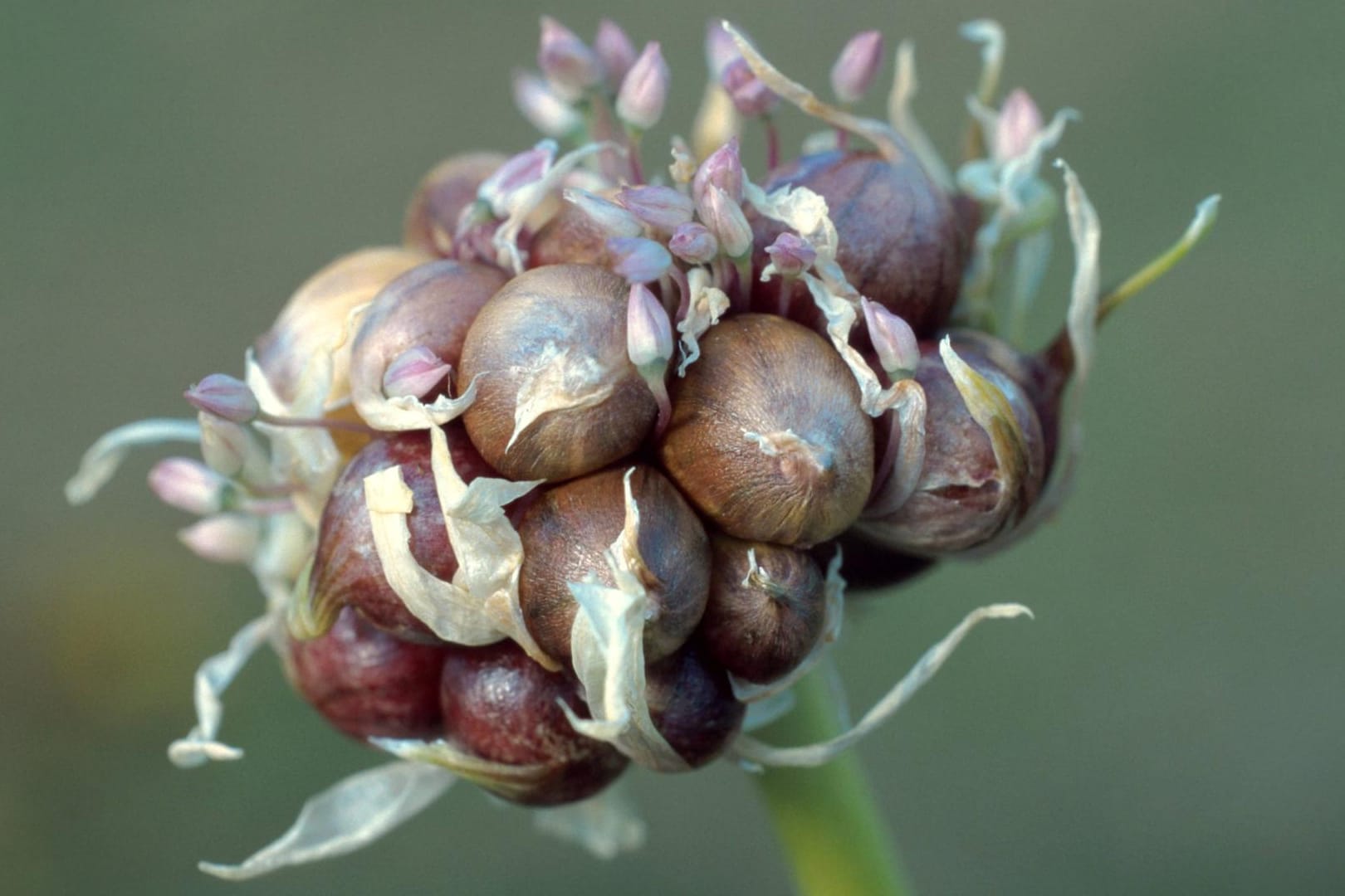 Knoblauch ist vor allem für seinen Geschmack und den intensiven Geruch bekannt.