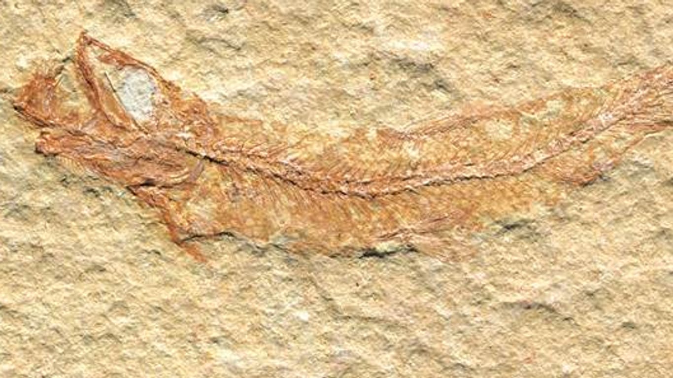 Handout eines Leptolepides sprattiformis, (zu deutsch: sprottenähnlicher Zartschupper) der von der Paläontologische Gesellschaft zum Fossil des Jahres gewählt wurde.