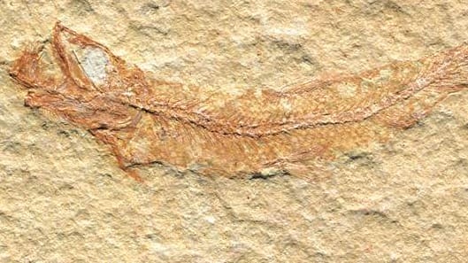 Handout eines Leptolepides sprattiformis, (zu deutsch: sprottenähnlicher Zartschupper) der von der Paläontologische Gesellschaft zum Fossil des Jahres gewählt wurde. Handout eines Leptolepides sprattiformis, (zu deutsch: sprottenähnlicher Zartschupper) der von der Paläontologische Gesellschaft zum Fossil des Jahres gewählt wurde.