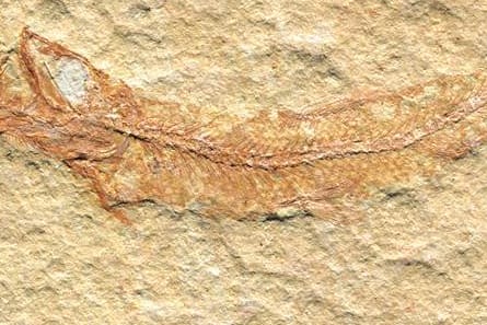 Handout eines Leptolepides sprattiformis, (zu deutsch: sprottenähnlicher Zartschupper) der von der Paläontologische Gesellschaft zum Fossil des Jahres gewählt wurde.