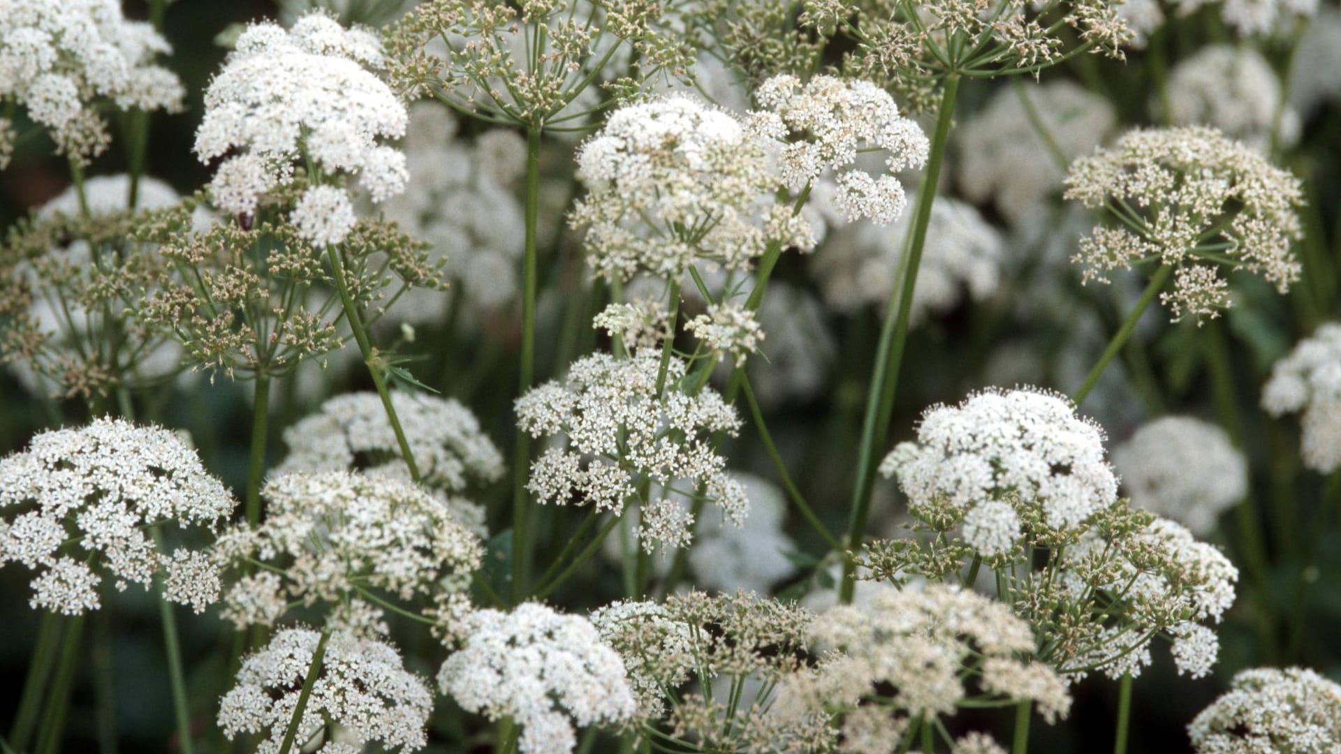 Vielen Gartenbesitzern ein Graus: Giersch.