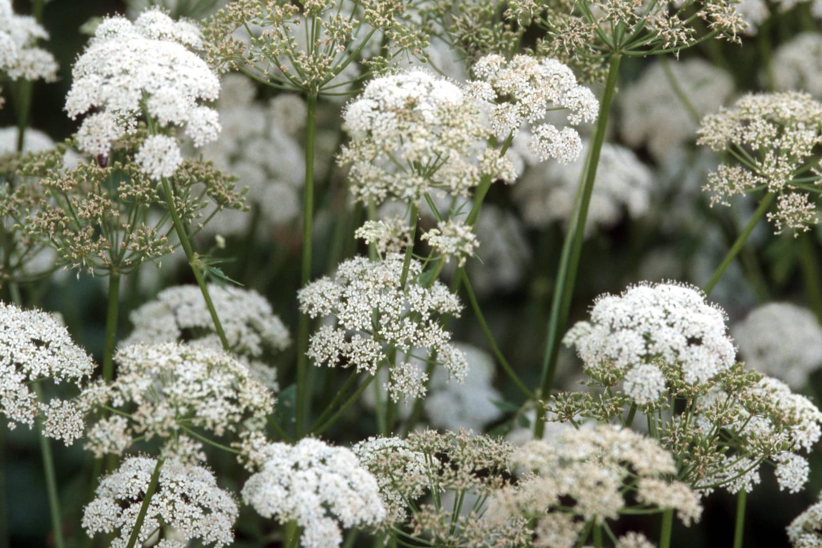 Vielen Gartenbesitzern ein Graus: Giersch.