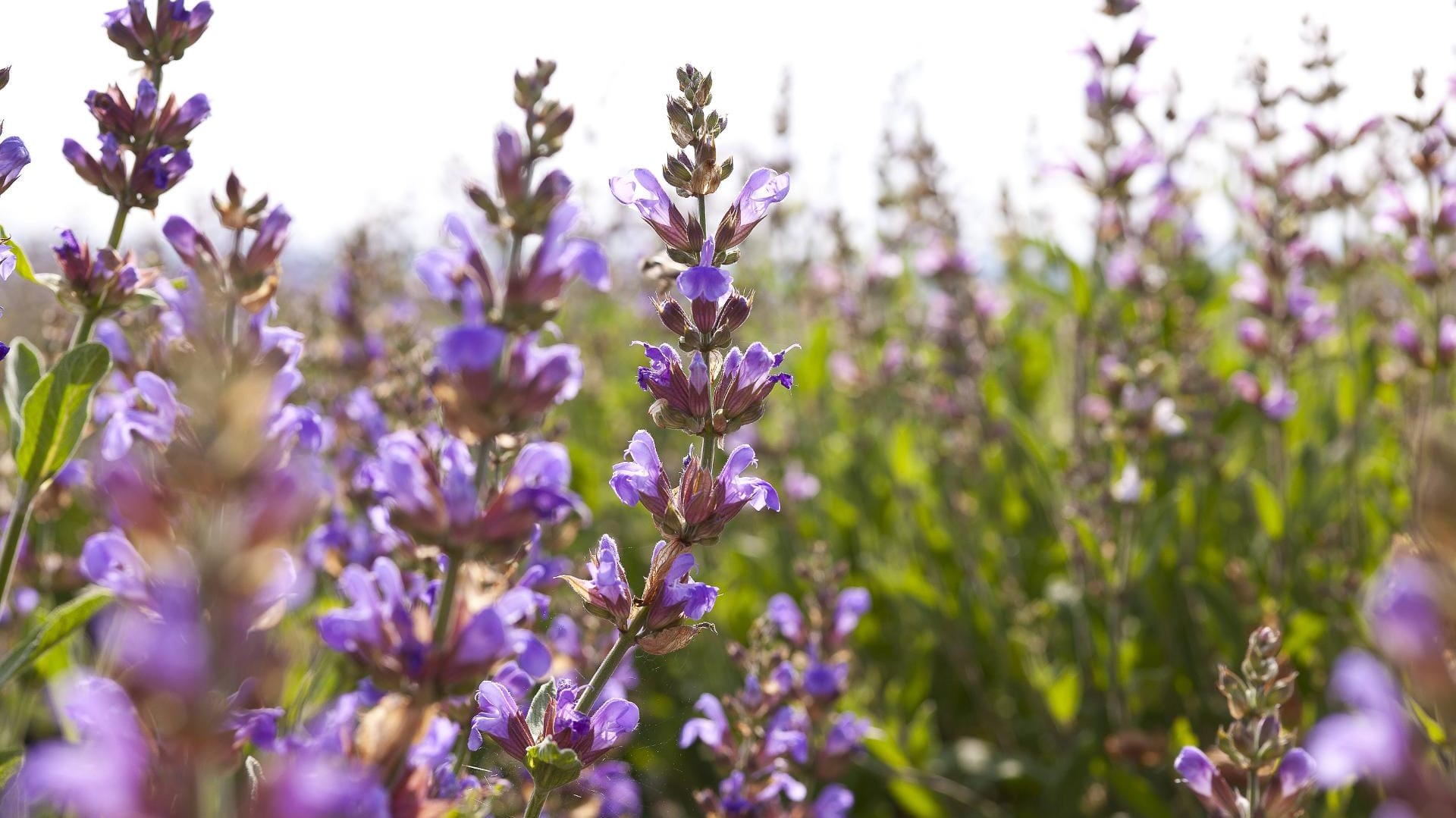 Blühender Salbei erinnert an den ebenfalls violetten Lavendel.