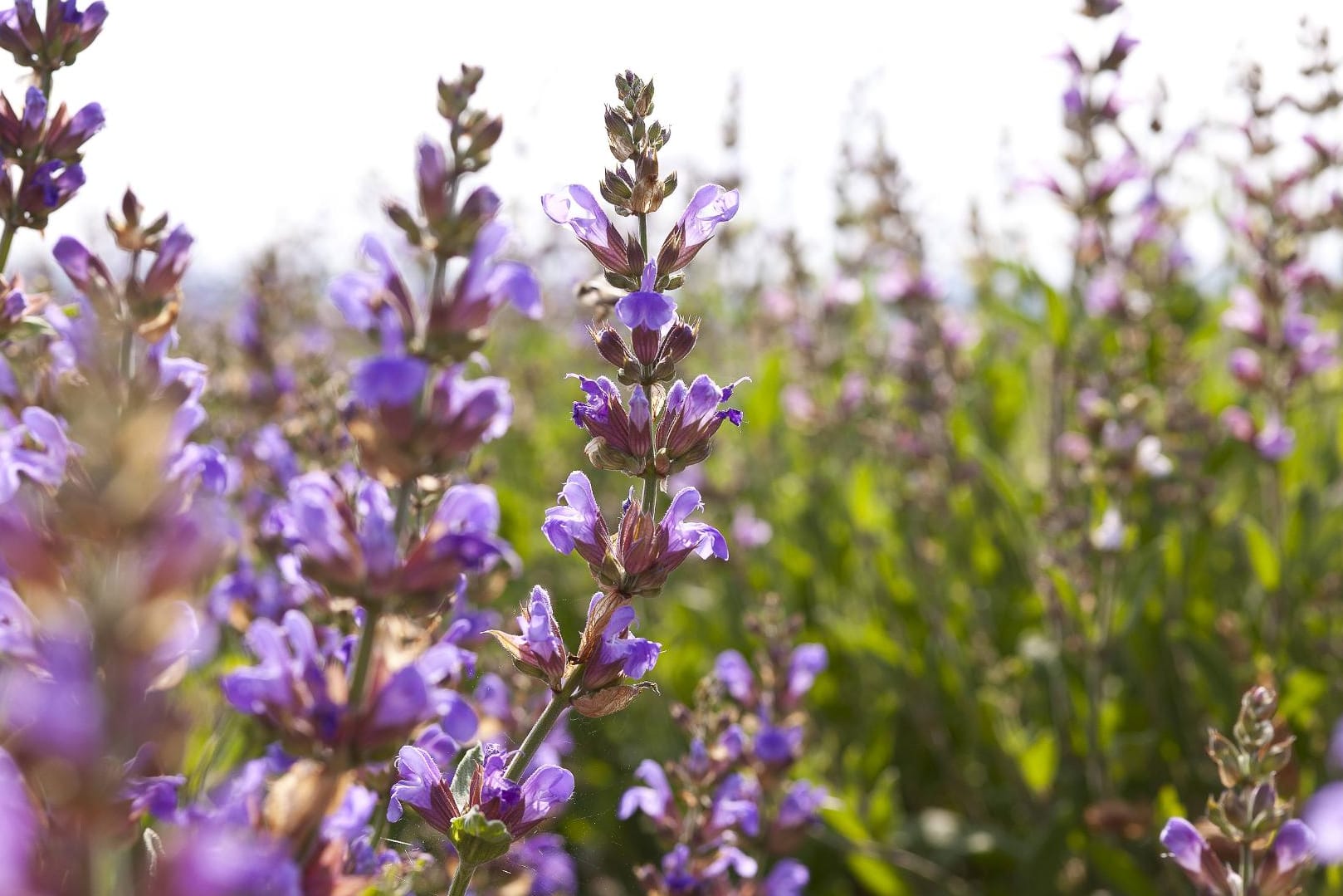 Blühender Salbei erinnert an den ebenfalls violetten Lavendel.