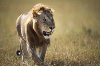 Löwe in einem kenianischen Nationalpark. Unbekannte haben acht der Tiere vergiftet.