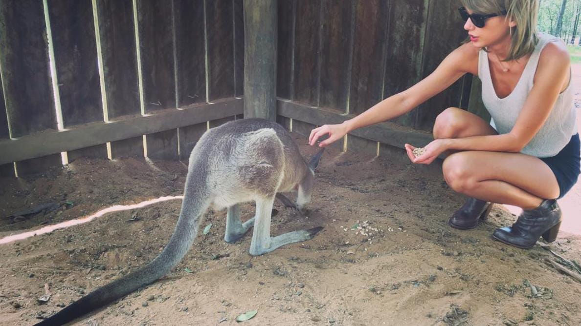 Dieses Känguru ist mehr am Futter interessiert als an Taylor Swift.