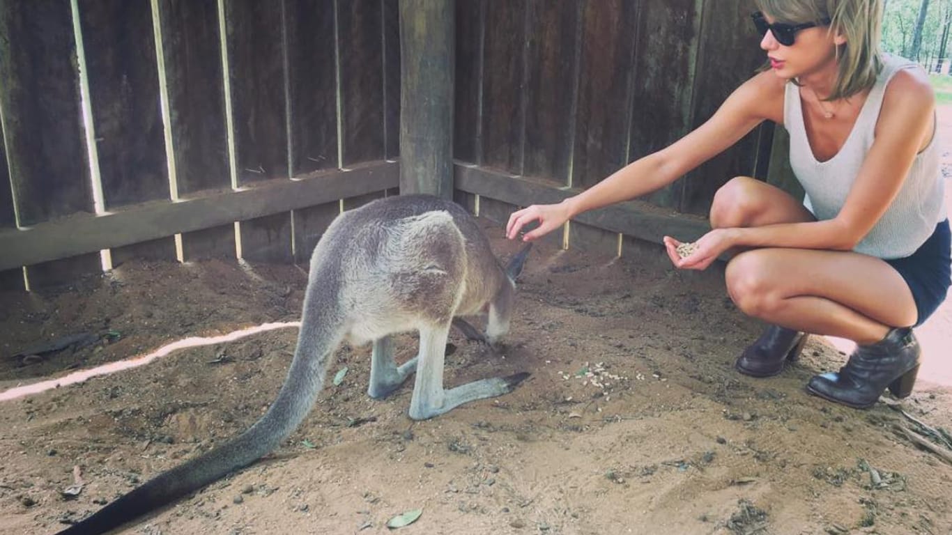 Dieses Känguru ist mehr am Futter interessiert als an Taylor Swift.