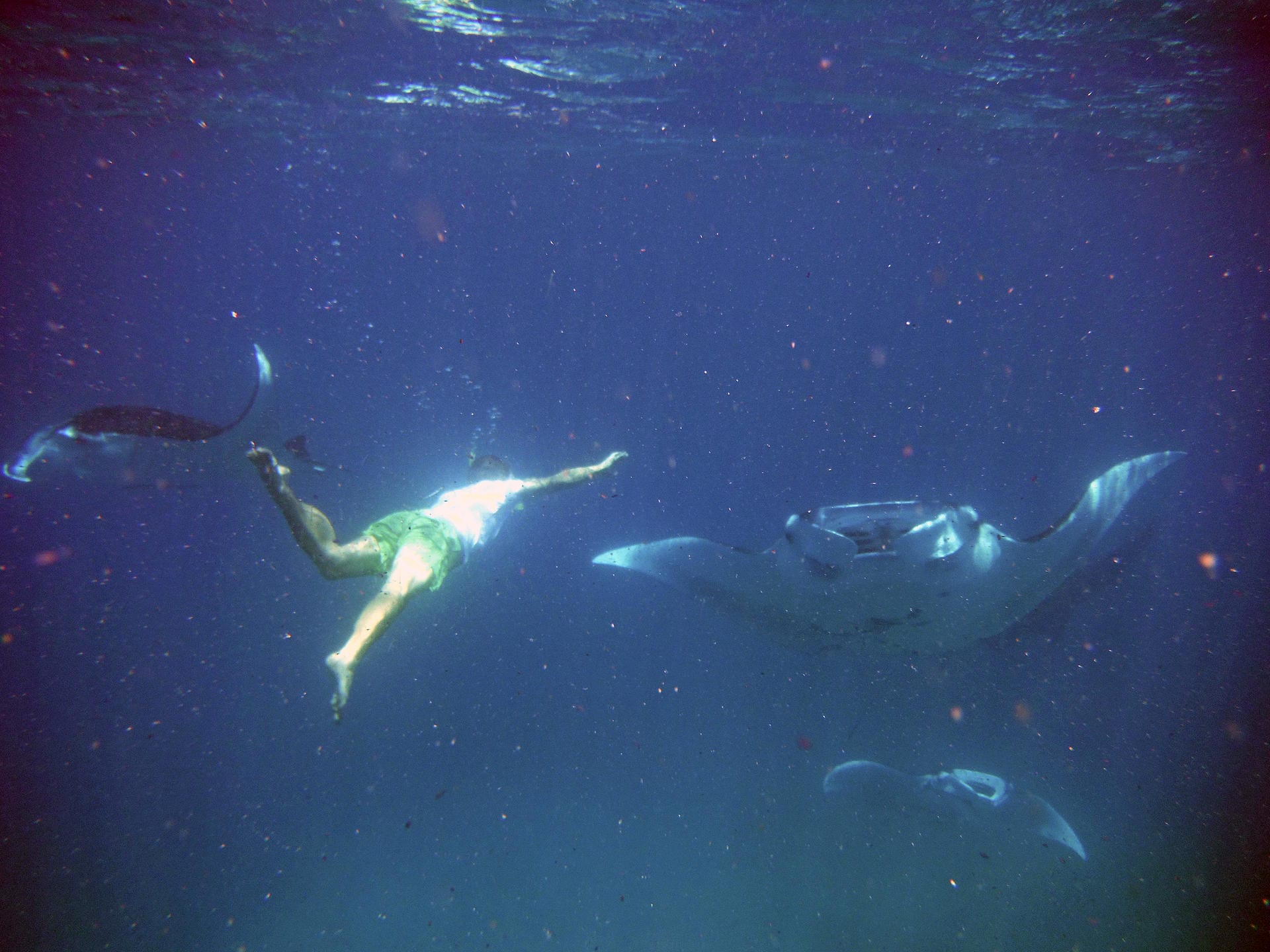 Wunderbare Unterwasserwelt: Vor den Inseln Papua Neuguineas schwimmen Besucher mit riesigen Mantarochen.
