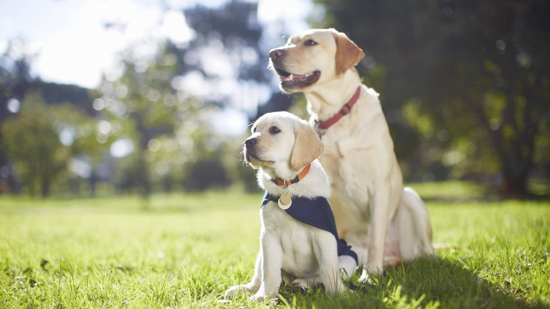 Trägt Ihr Hund in der Öffentlichkeit keine Steuermarke, droht Ihnen eine Geldstrafe.