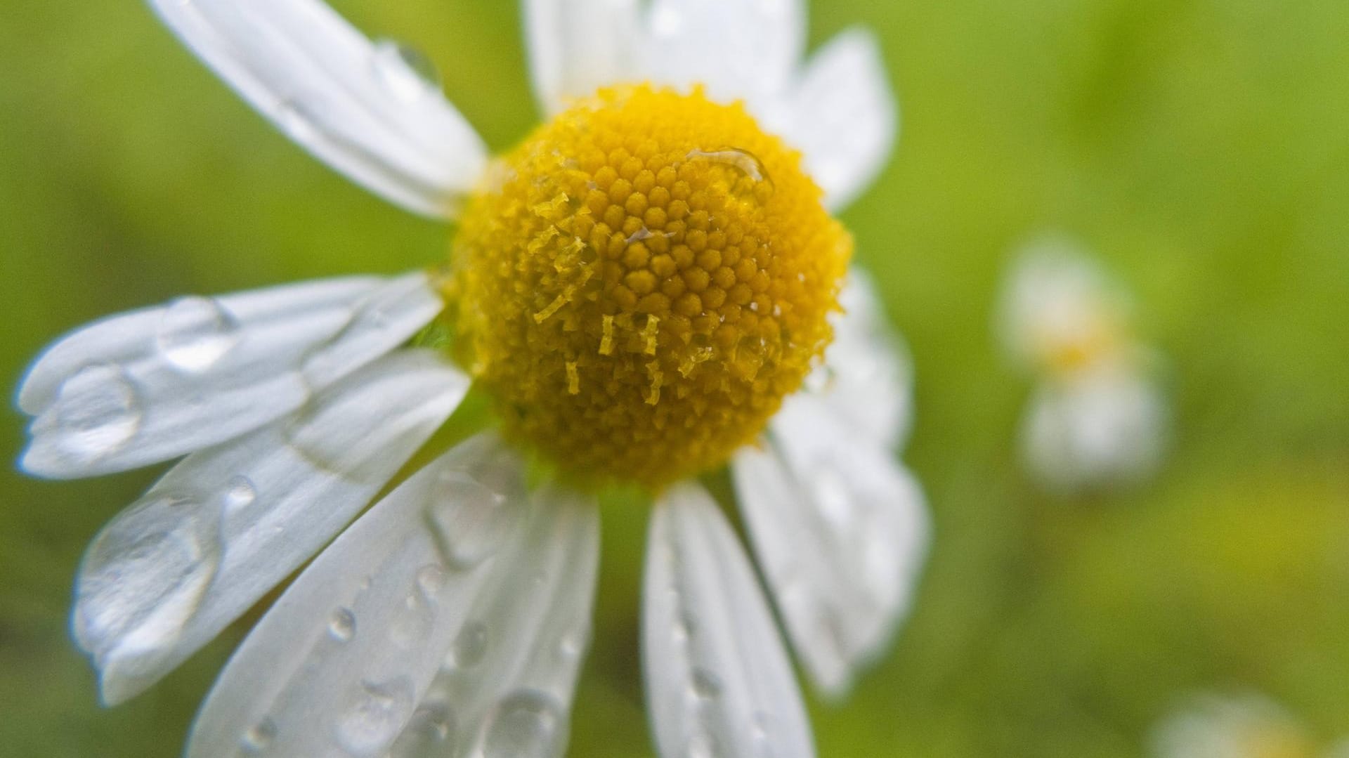 Die Kamille besitzt eine gewisse Ähnlichkeit zum Gänseblümchen.